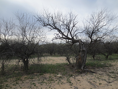 Apple Orchard